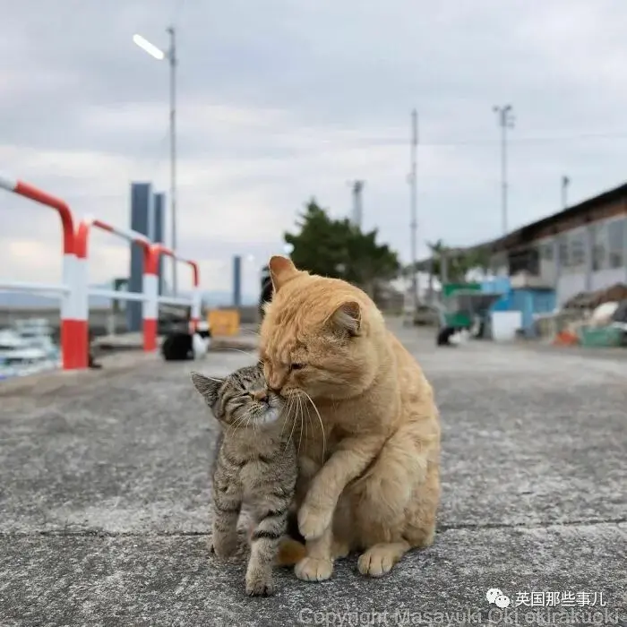 他记录下东京街头的流浪猫日常…当只咸鱼喵也太快乐了！