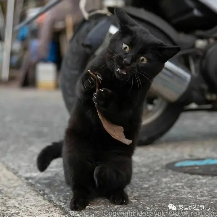 他记录下东京街头的流浪猫日常…当只咸鱼喵也太快乐了！