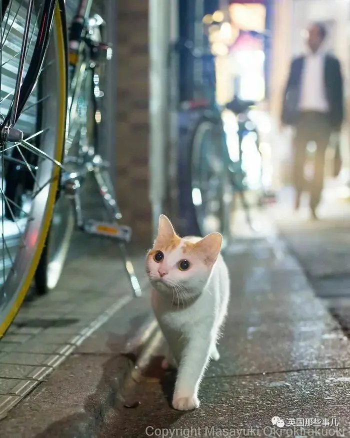 他记录下东京街头的流浪猫日常…当只咸鱼喵也太快乐了！