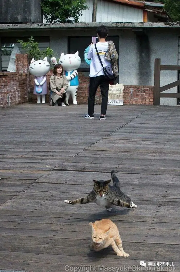 他记录下东京街头的流浪猫日常…当只咸鱼喵也太快乐了！