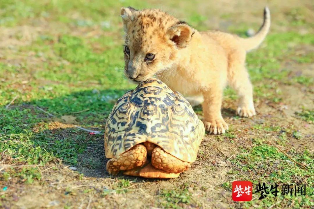 动作要快，姿势要帅，小狮子带领萌宠“花式”日光浴