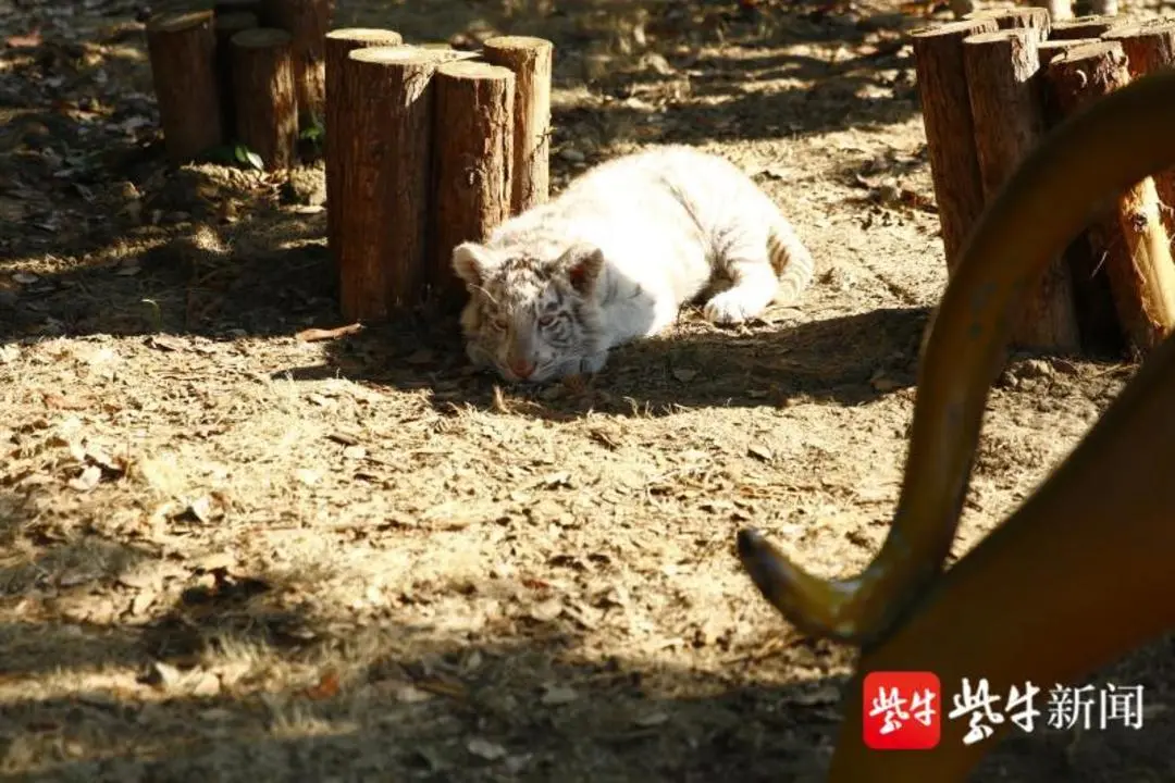 动作要快，姿势要帅，小狮子带领萌宠“花式”日光浴