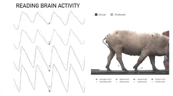 马斯克产业布局之—脑机接口Neuralink，赛博朋克时代的到来