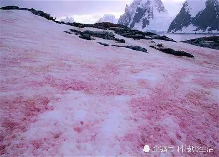 南极出现壮丽奇景，本该是件高兴的事，科学家却难掩惆怅！