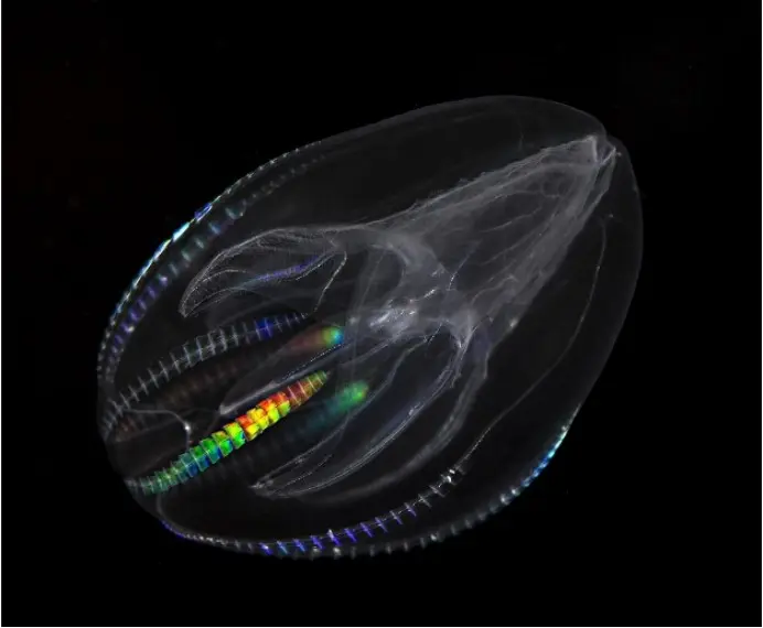 这种生物饿的时候，会开始生孩子，再把孩子吃掉填饱肚子