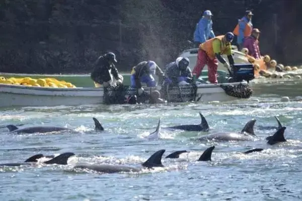 日本为何执意捕猎鲸鱼？吃肉不是目的，背后深意值得全球警惕