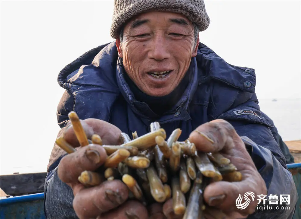 组图丨又到了吃蛏子的季节！大筐肥美蛏子上岸来