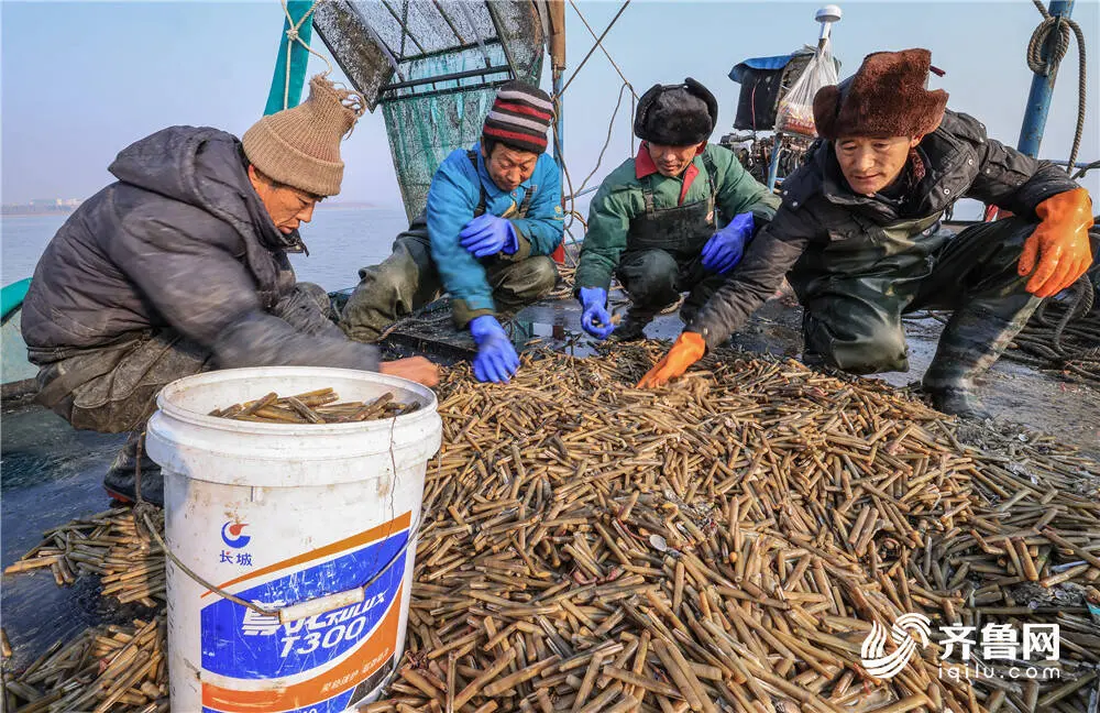 组图丨又到了吃蛏子的季节！大筐肥美蛏子上岸来