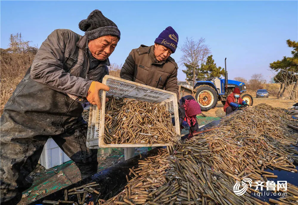 组图丨又到了吃蛏子的季节！大筐肥美蛏子上岸来