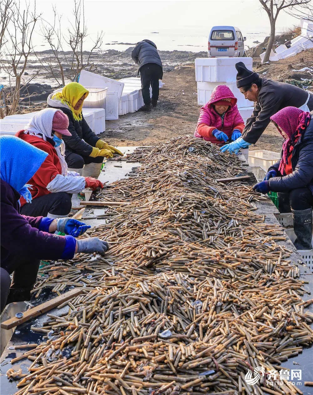 组图丨又到了吃蛏子的季节！大筐肥美蛏子上岸来