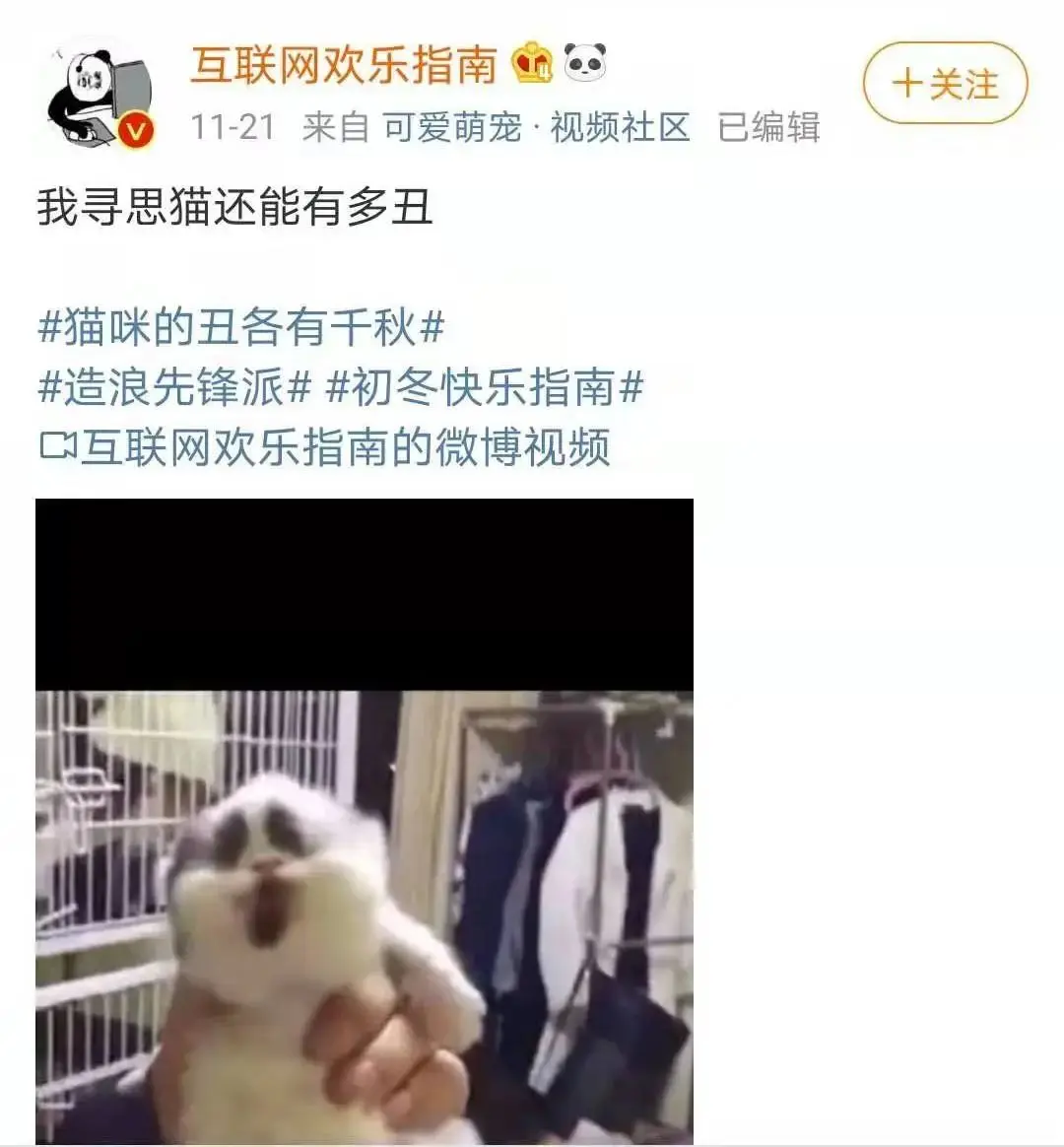 奶牛这种猫怎么回事啊！丑上热搜！