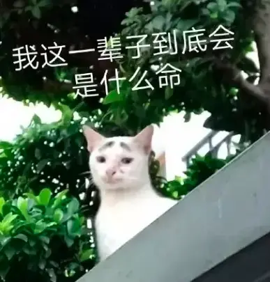 奶牛这种猫怎么回事啊！丑上热搜！