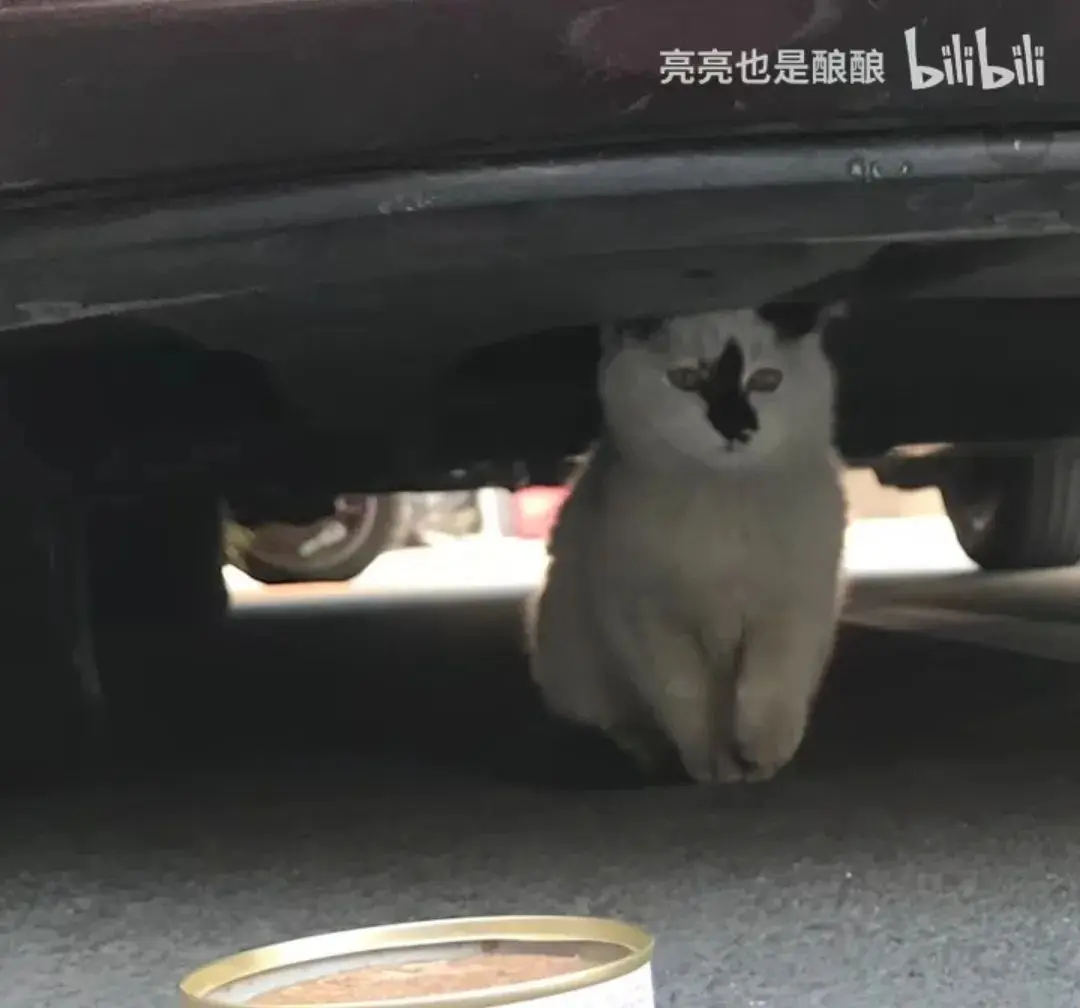 奶牛这种猫怎么回事啊！丑上热搜！