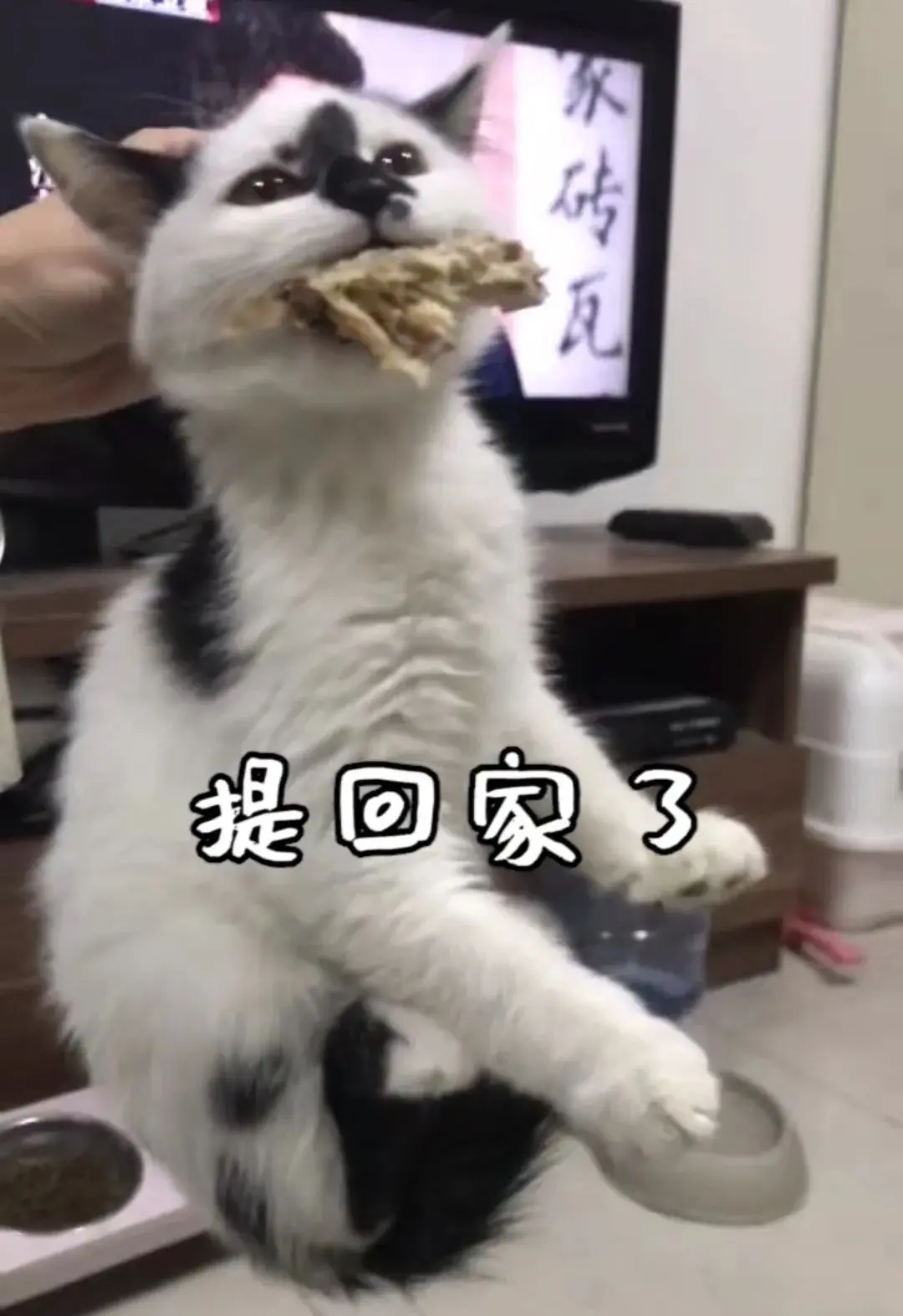 奶牛这种猫怎么回事啊！丑上热搜！