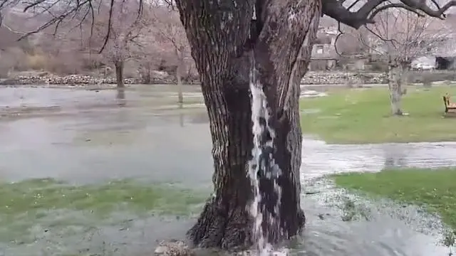 世界上最有个性的树，水竟从树干内部喷涌而出，20几年从未停歇！