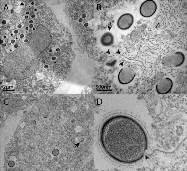 2020年气候大变？沙尘气旋将袭击北美，50000年远古生物北极出现