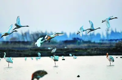 中國為世界提供了綠色轉型方案