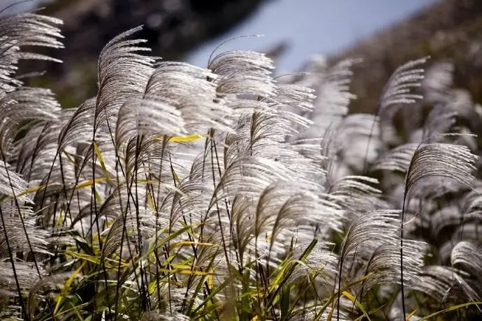 晨读｜芦花飞絮，如梦之冬