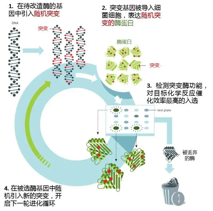 实验室“迷你版”达尔文进化——定向进化