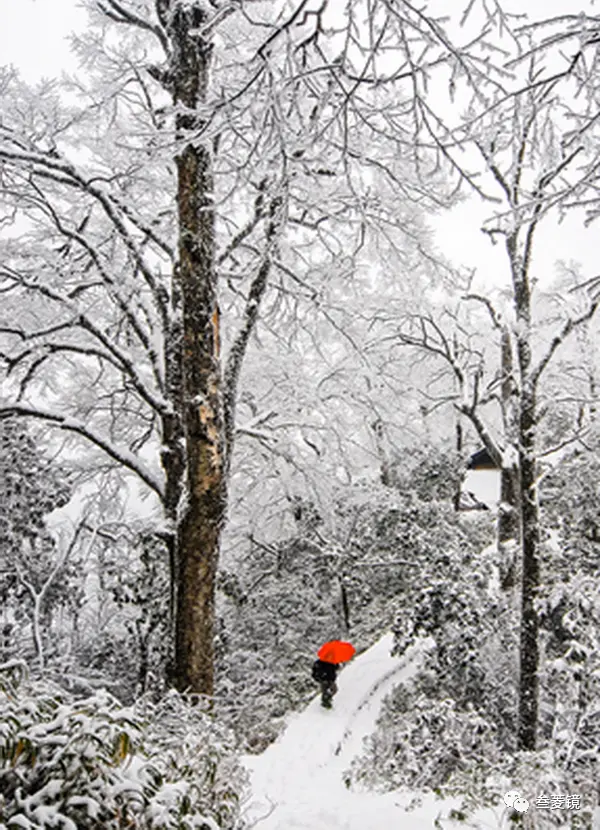 美爆！梵净山10年的雪景都在这里！哪一年最惊艳？