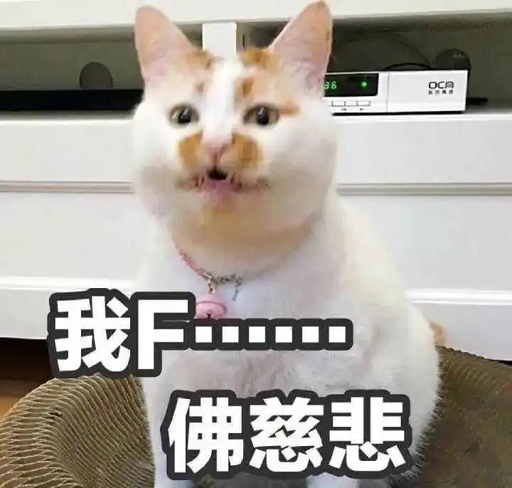 不到万不得已，千万不能把猫咪交给爸爸养！