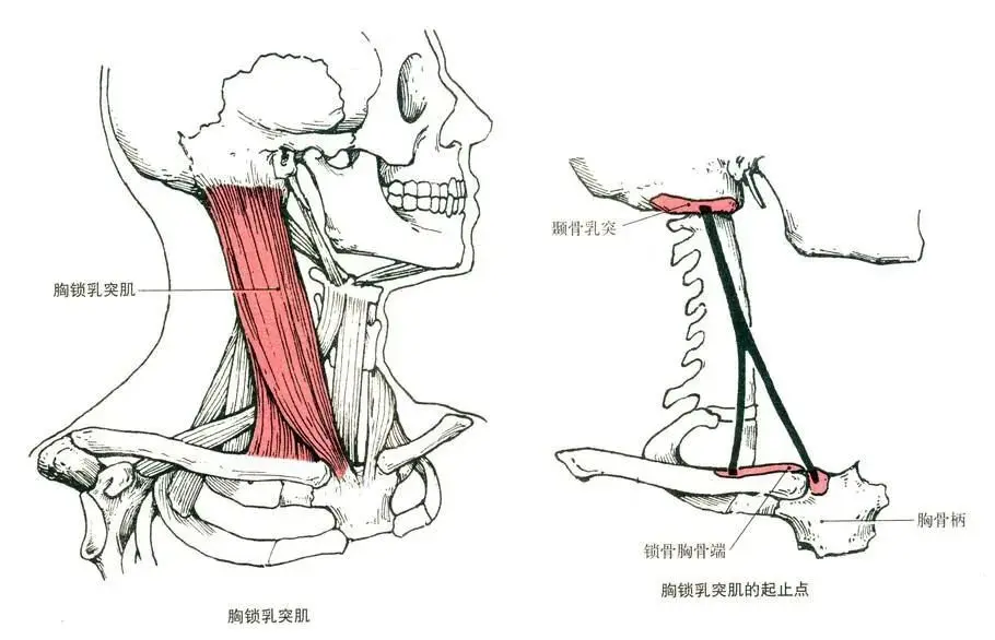 让你变丑的，不止是扁头，还有“歪头”？