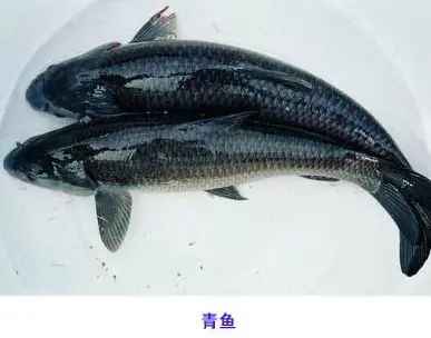糖醋菊花鱼教程，选用长江流域的大青鱼，殿堂级糖醋汁酸甜诱人，赶快去收藏