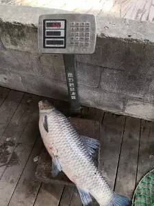 糖醋菊花鱼教程，选用长江流域的大青鱼，殿堂级糖醋汁酸甜诱人，赶快去收藏
