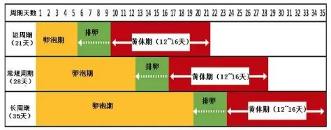 为什么女人怀孕后就不来月经了，月经去哪了？很多人不知道答案