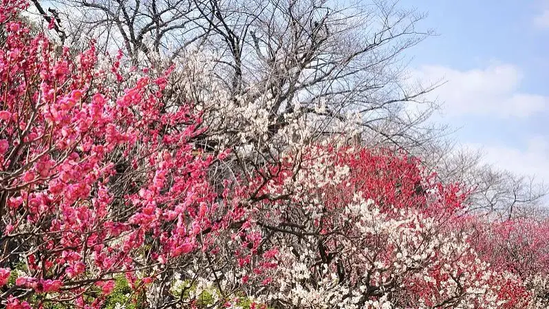 明年，坐怀密线赏昌平美景！