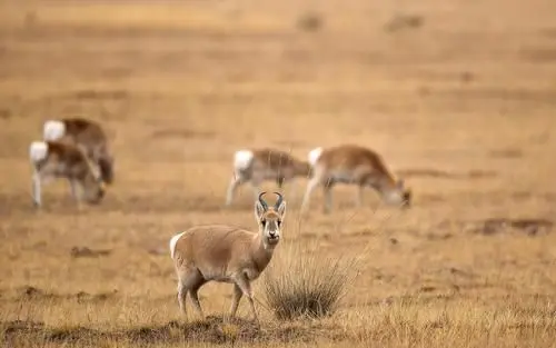 Przewalski