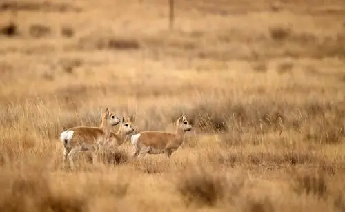 Przewalski