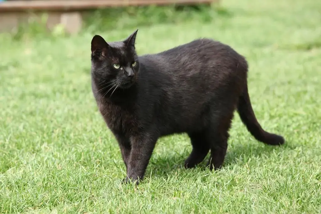 最棒的礼物：女子经常喂养流浪猫，某天猫咪带来一个大惊喜！