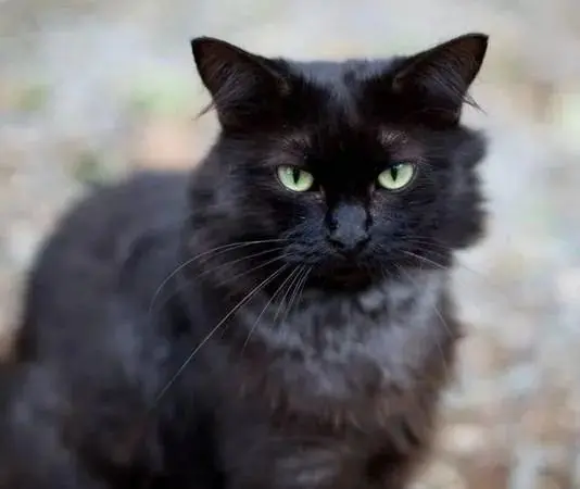 最棒的礼物：女子经常喂养流浪猫，某天猫咪带来一个大惊喜！