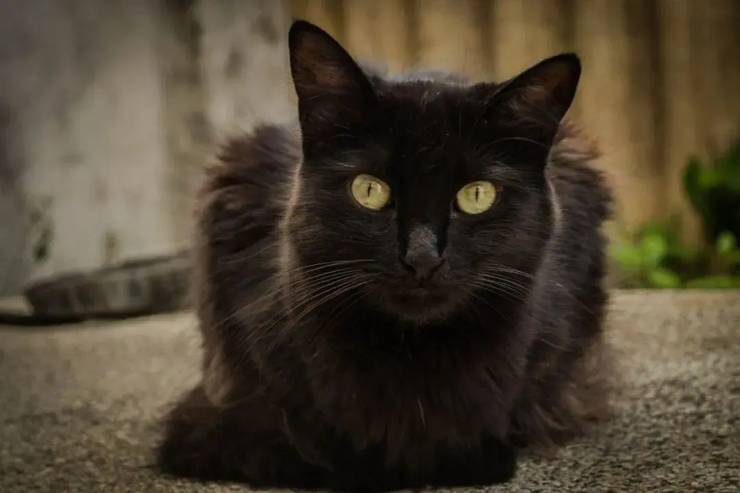 最棒的礼物：女子经常喂养流浪猫，某天猫咪带来一个大惊喜！