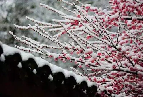 读睡诗词｜冷芳无惧雪霜欺，更有暗香弥漫到人衣