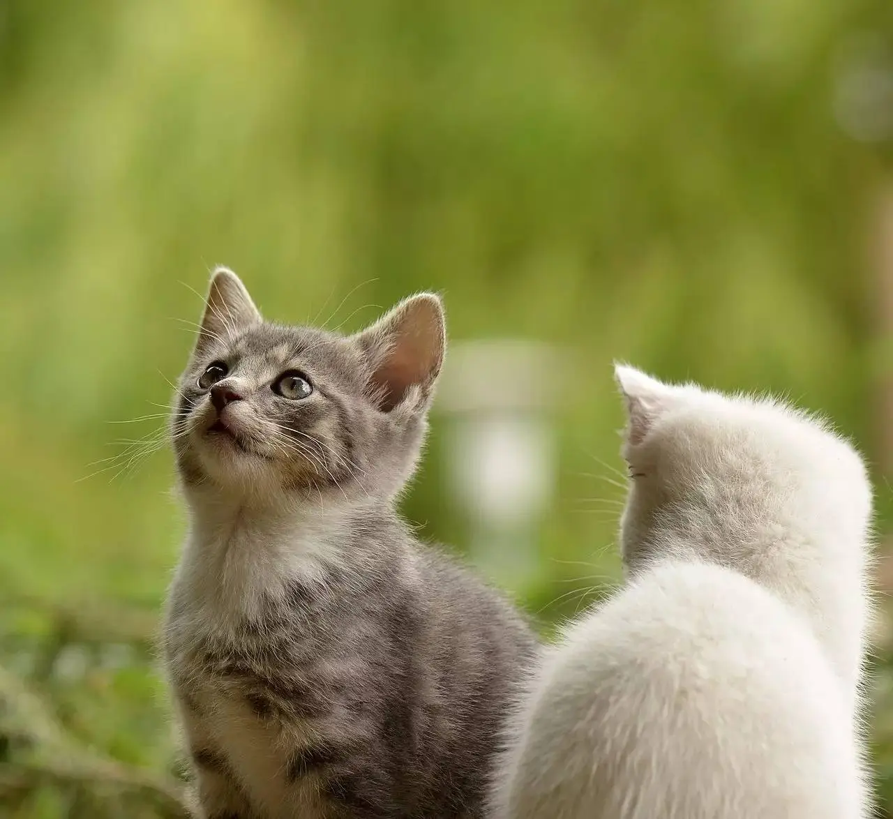 你知道吗？猫咪的性格好不好，看脸型就知道了