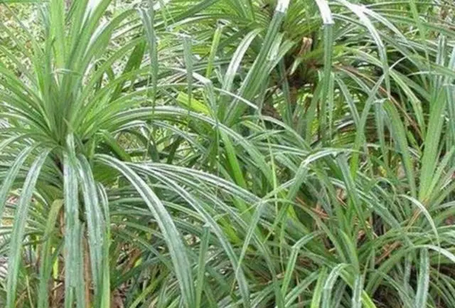 全球最“贪财”的植物，生长于钻石层地面上，却引来“杀身之祸”