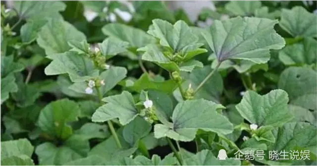 《葵花宝典》是谁写的？