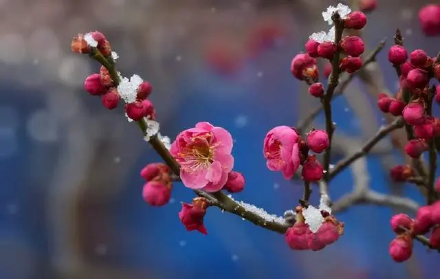 王安石的这首梅花诗，每一句都是抄袭的，却道出人生至高境界