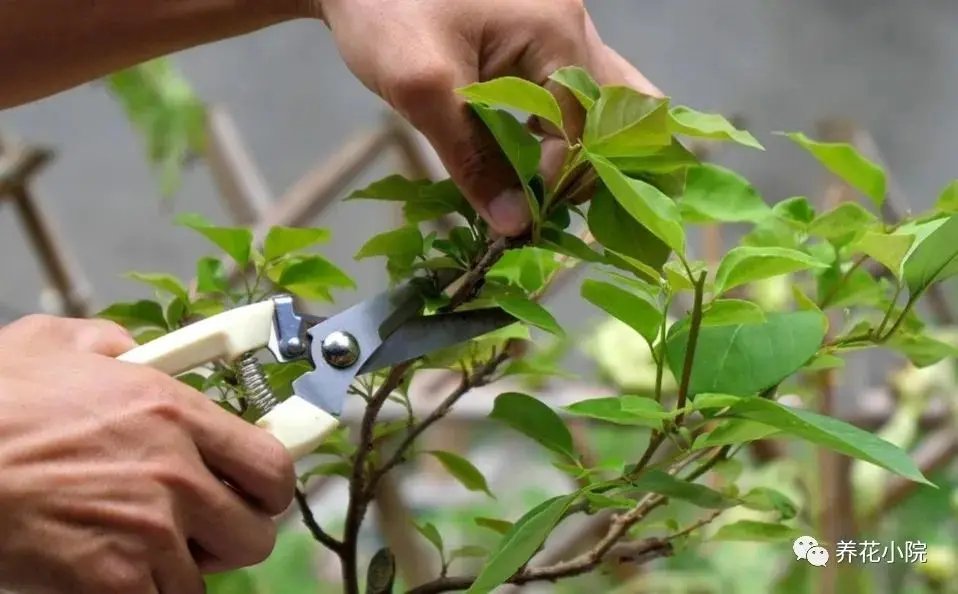 冬天三角梅开完花，需不需修剪？操作不当影响下次开花