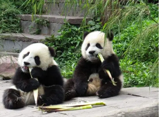 动物园里的怪像！大熊猫主动往身上抹马粪，这行为引起科学院关注