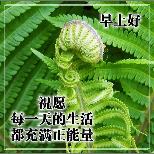 气质阳光的早安问候语录 温暖人心的清晨祝福图片