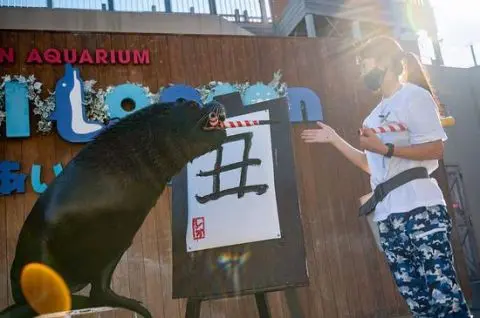 日本海狮挥笔书写“丑”字 迎接牛年到来
