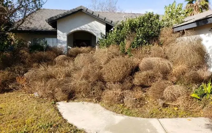 世界上最“难死”的植物，躲过了人类收割，却败给了中国人