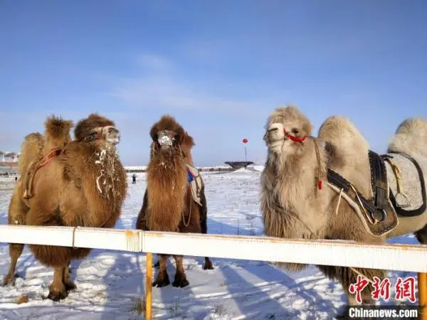 鄂温克冬季马赛-30℃极寒开赛：寒冬中的火热派对