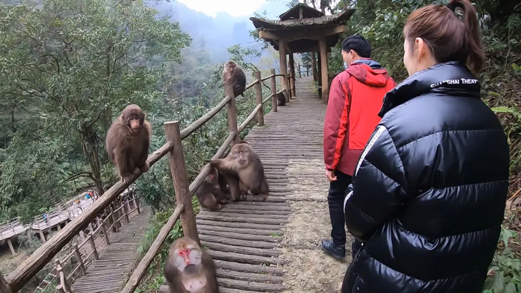 今晚看文化旅游频道《世界那么大》，跟旅游博主星鑫一起冬游峨眉山！