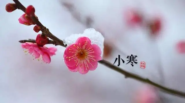 读睡诗词｜雪落枝头百媚生，琼花玉蕊醉东风