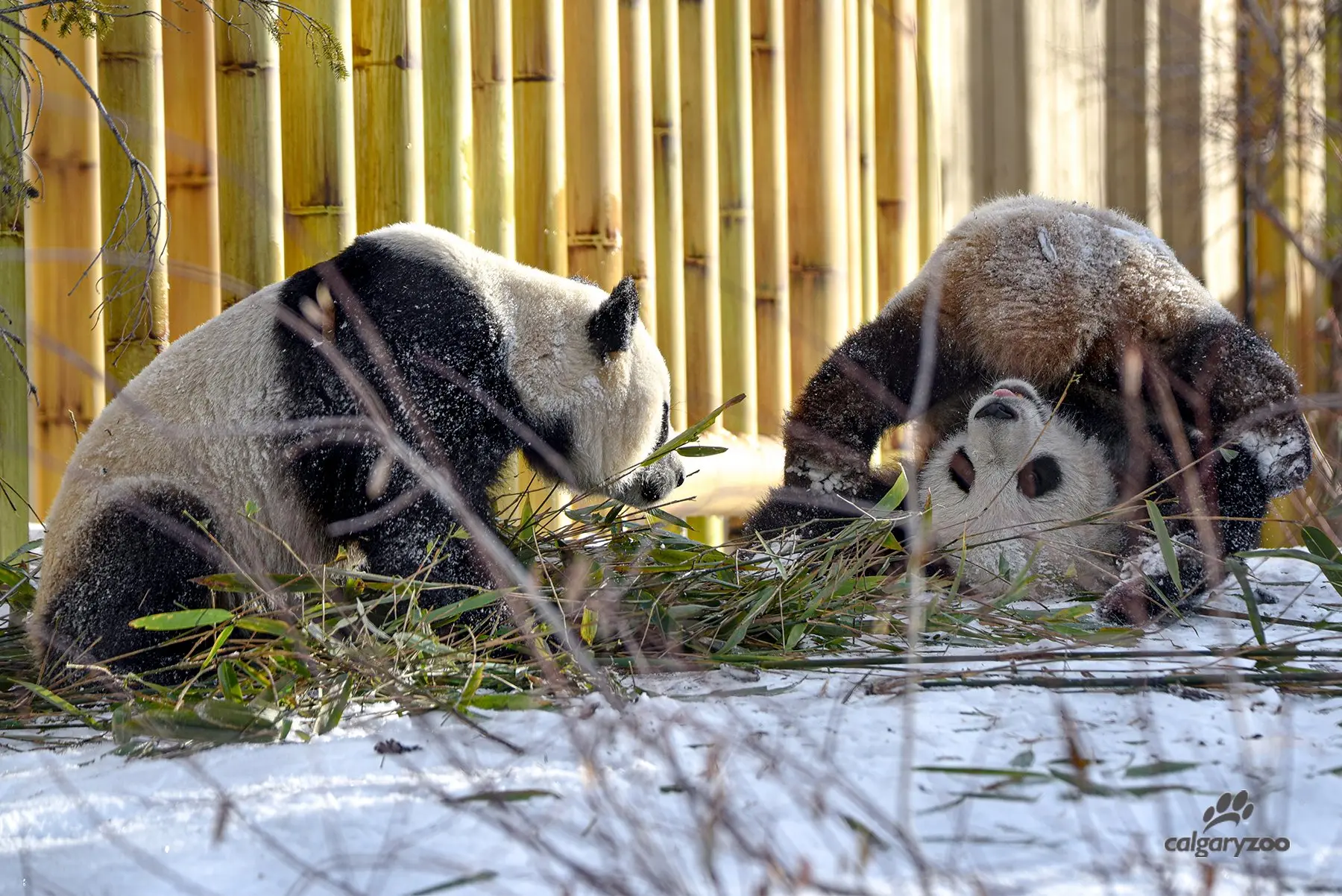 雌性大熊猫每年发情2天，雄性需要多努力，才能获得交配权？