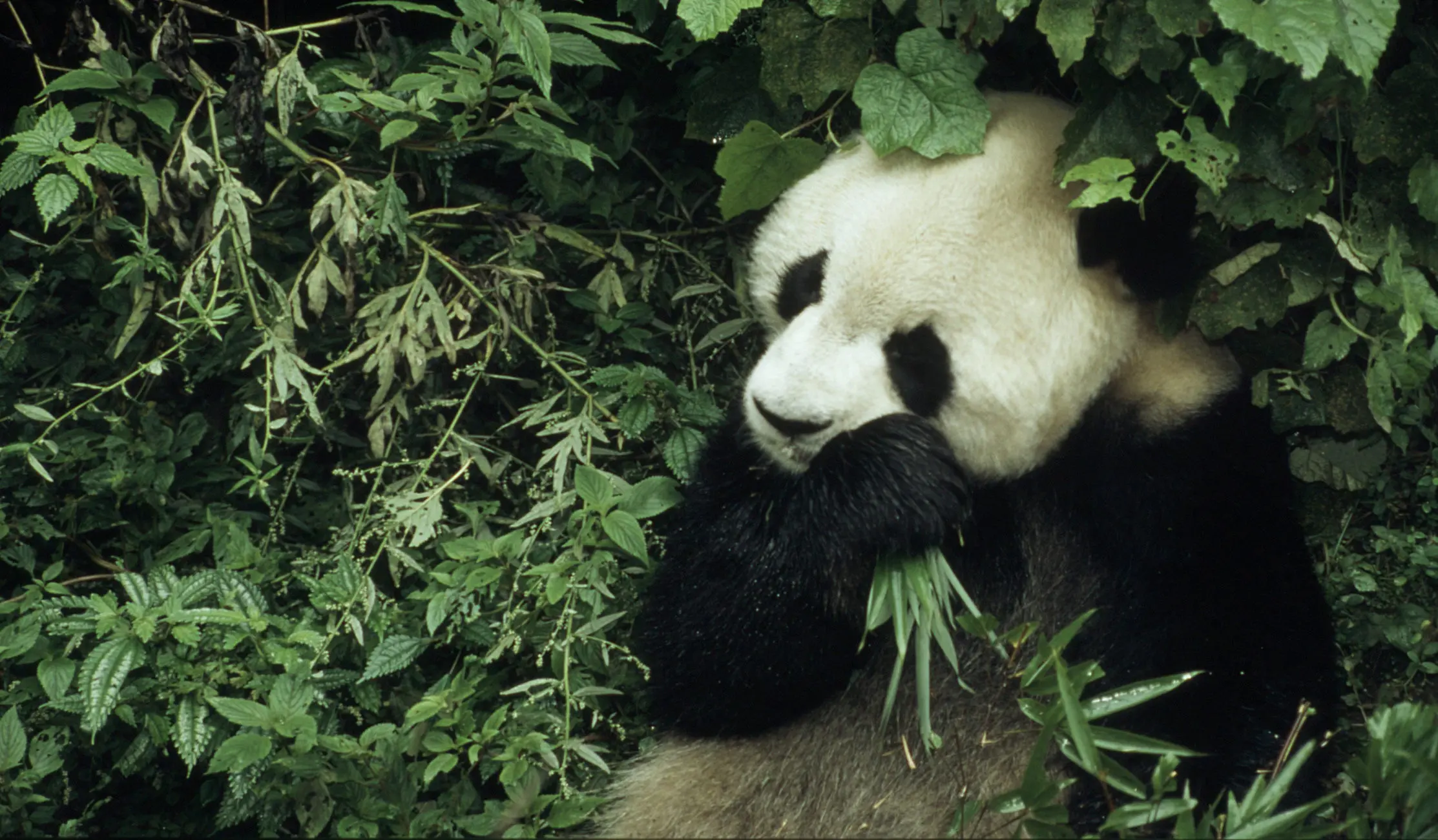 雌性大熊猫每年发情2天，雄性需要多努力，才能获得交配权？